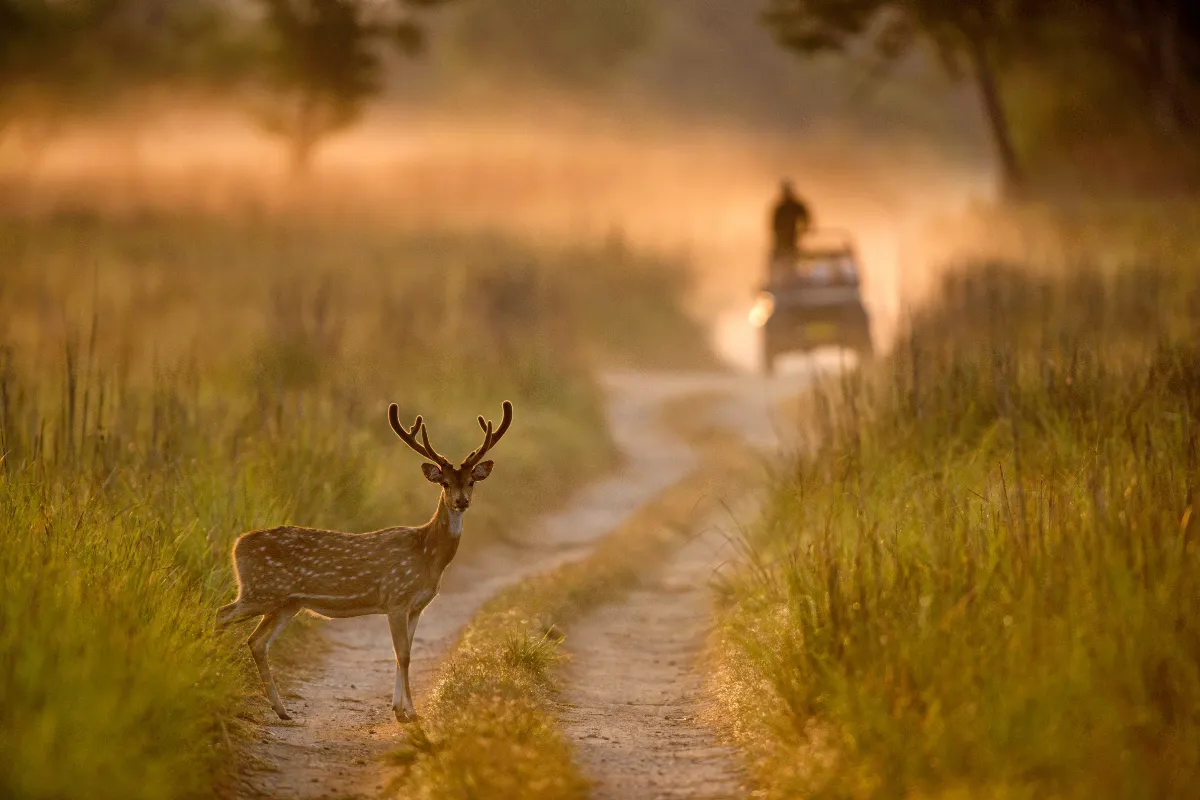  Jim Corbett National Park 